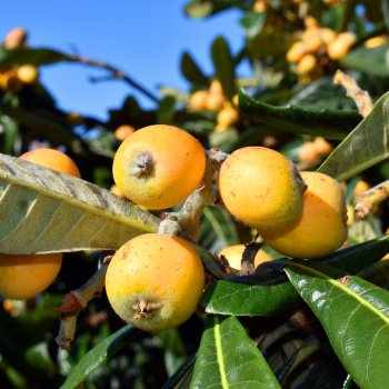 Eriobotrya japonica (Mišpuľa japonská) ´TANAKA´výška -100-120 cm, kont. C10L (-12°C)